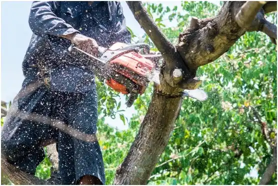 tree services Quebrada